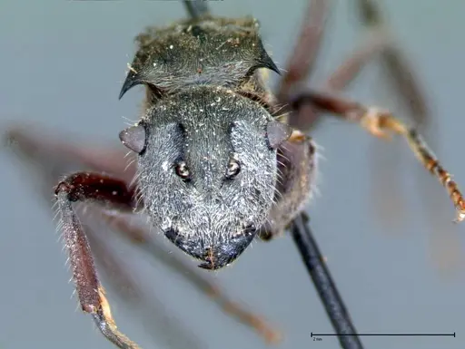 Polyrhachis vigilans - FOCOL0078