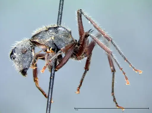 Polyrhachis vigilans - FOCOL0078