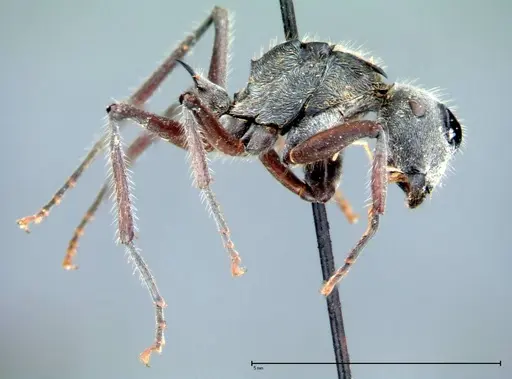 Polyrhachis vigilans - FOCOL0078