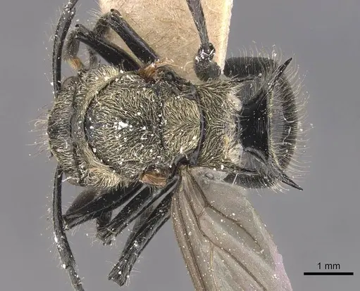 Polyrhachis villosa specimen