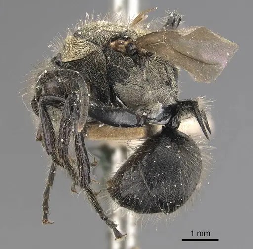 Polyrhachis villosa specimen