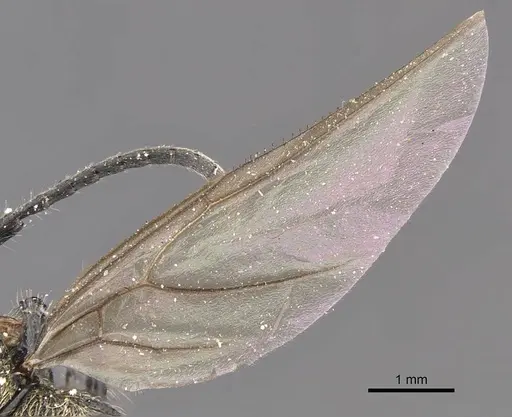 Polyrhachis villosa - CASENT0905592