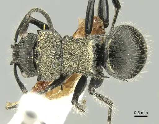 Polyrhachis villosa - CASENT0906737