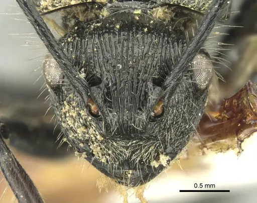 Polyrhachis villosa - CASENT0906737