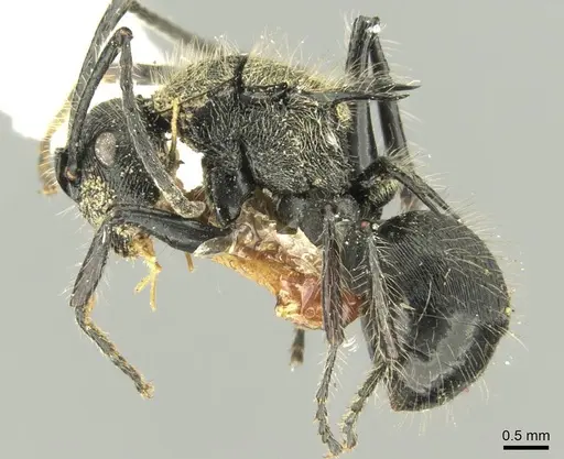 Polyrhachis villosa - CASENT0906737