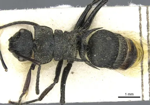 Polyrhachis villosa - CASENT0910838