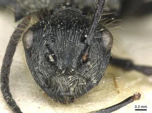 Polyrhachis villosa - CASENT0910838