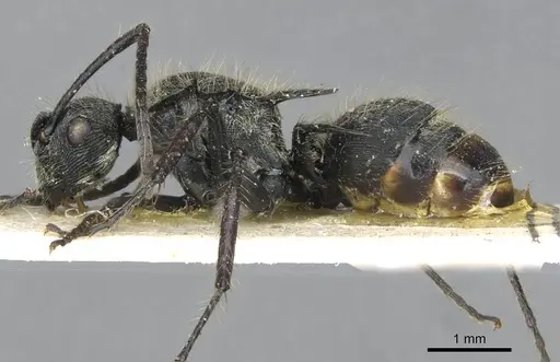 Polyrhachis villosa - CASENT0910838