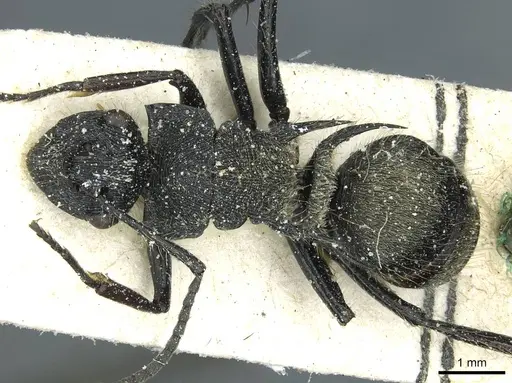 Polyrhachis villosa - CASENT0912098