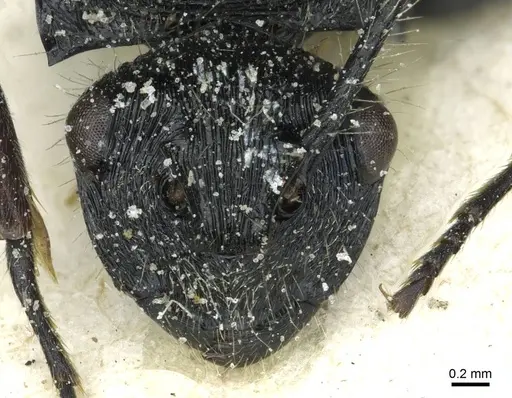 Polyrhachis villosa - CASENT0912098