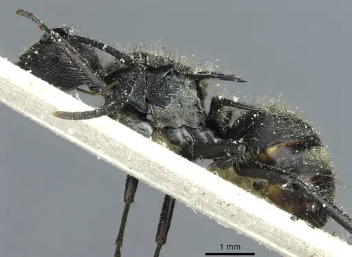 Polyrhachis villosa - CASENT0912098
