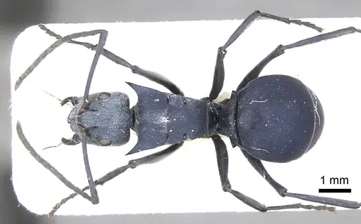 Polyrhachis villosa - CASENT0915830