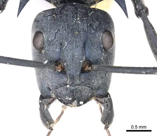 Polyrhachis villosa - CASENT0915830