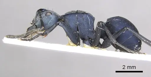 Polyrhachis villosa - CASENT0915830