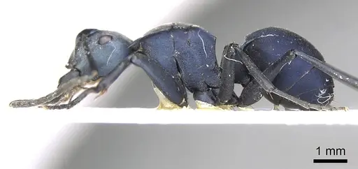 Polyrhachis villosa - CASENT0915830