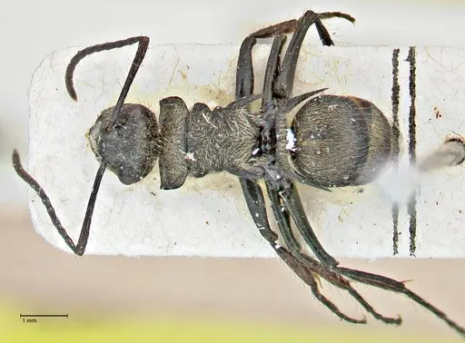 Polyrhachis villosa - FOCOL2931