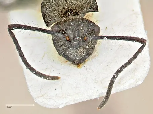 Polyrhachis villosa - FOCOL2931