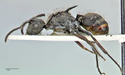 Polyrhachis villosa - FOCOL2931