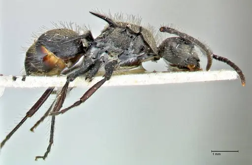 Polyrhachis villosa - FOCOL2931