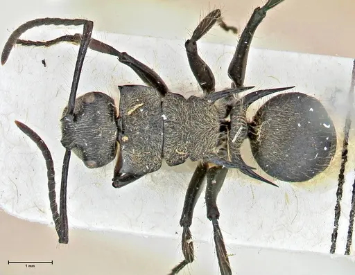 Polyrhachis villosa - FOCOL2932