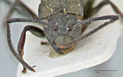 Polyrhachis villosa - FOCOL2932