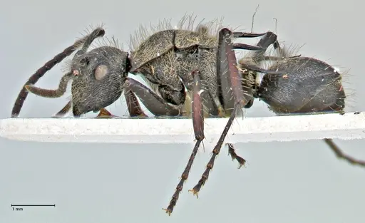 Polyrhachis villosa - FOCOL2932