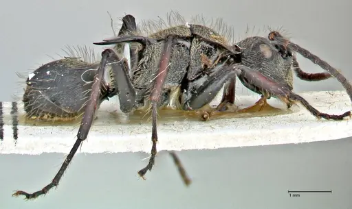 Polyrhachis villosa - FOCOL2932