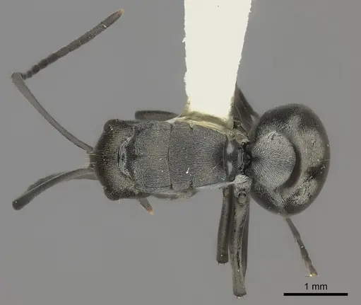 Polyrhachis vindex specimen