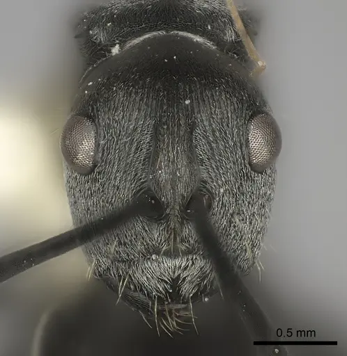 Polyrhachis vindex specimen