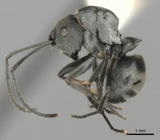 Polyrhachis vindex specimen