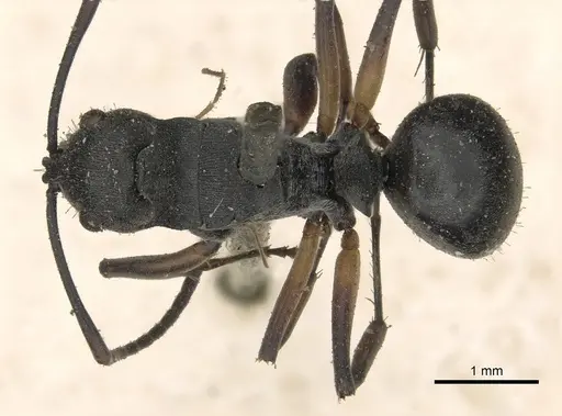 Polyrhachis vindex - CASENT0901859