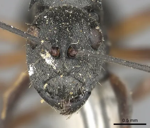 Polyrhachis vindex - CASENT0901859