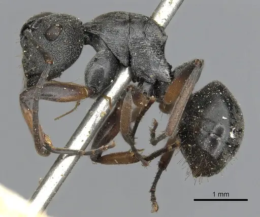 Polyrhachis vindex - CASENT0901859