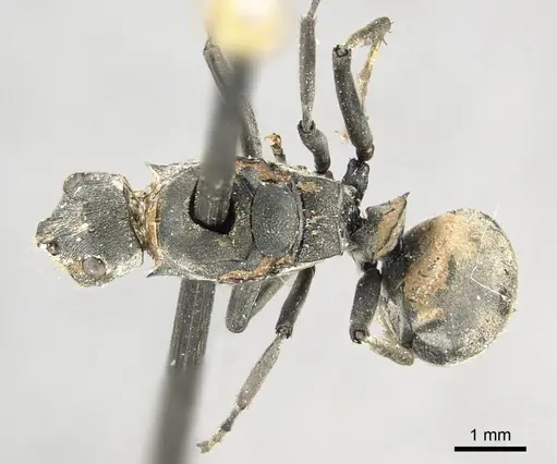 Polyrhachis vindex - CASENT0915823