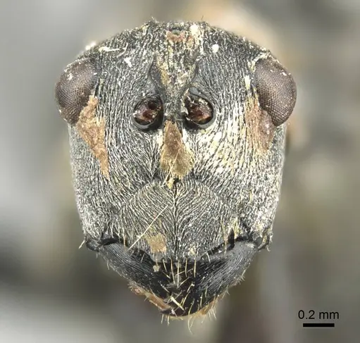 Polyrhachis vindex - CASENT0915823