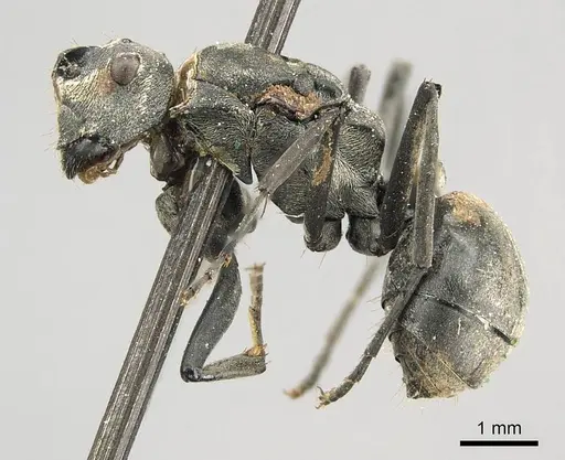 Polyrhachis vindex - CASENT0915823