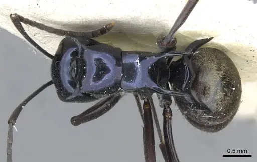 Polyrhachis violaceonigra specimen