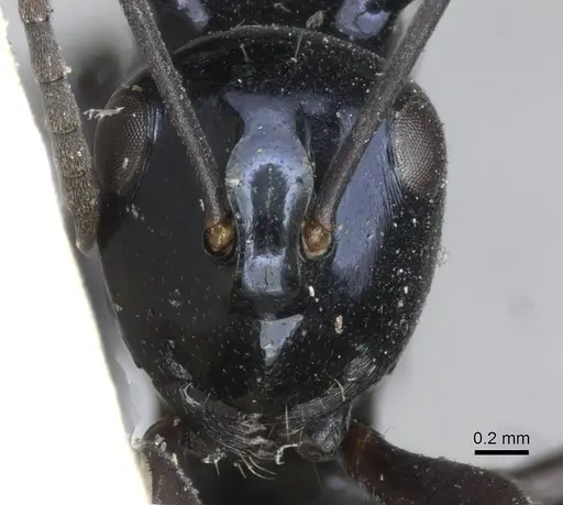 Polyrhachis violaceonigra specimen