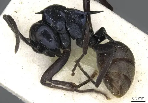 Polyrhachis violaceonigra specimen