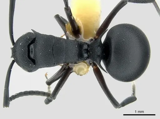 Polyrhachis viscosa specimen