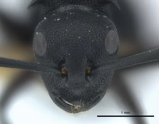 Polyrhachis viscosa specimen