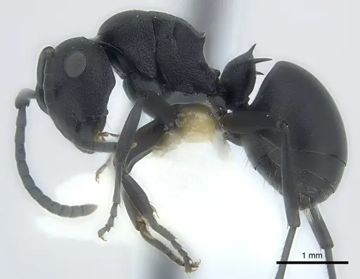 Polyrhachis viscosa specimen