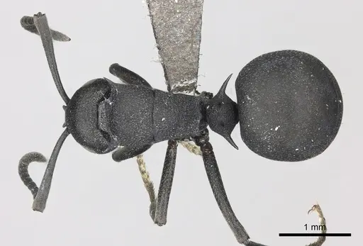Polyrhachis viscosa - CASENT0235675