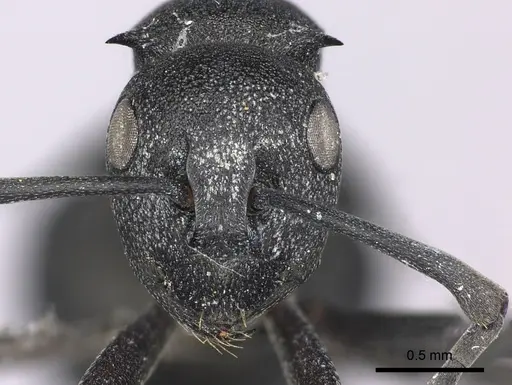 Polyrhachis viscosa - CASENT0235675