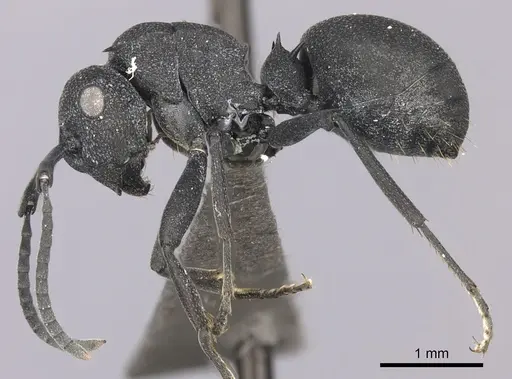 Polyrhachis viscosa - CASENT0235675