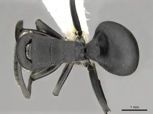Polyrhachis viscosa - CASENT0281457