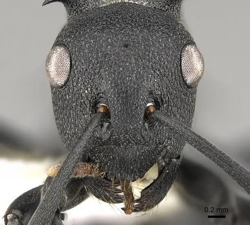 Polyrhachis viscosa - CASENT0281457