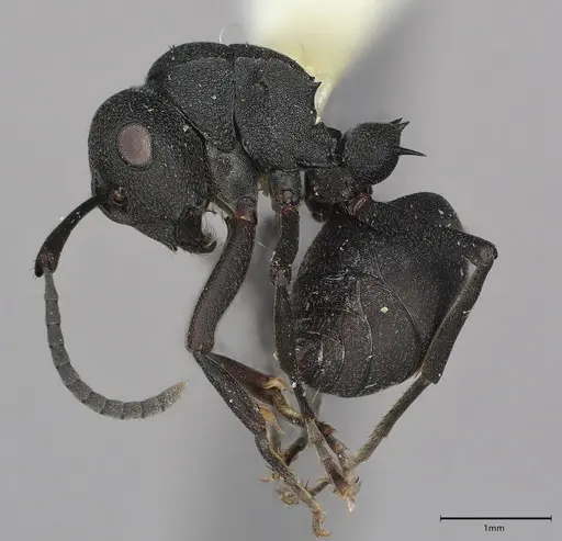 Polyrhachis viscosa - CASENT0797843