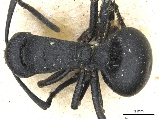 Polyrhachis viscosa - CASENT0903462