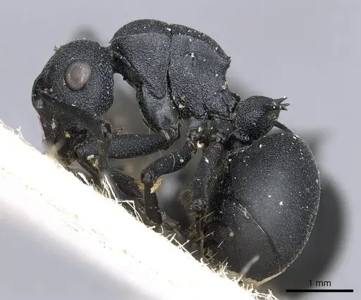 Polyrhachis viscosa - CASENT0903462